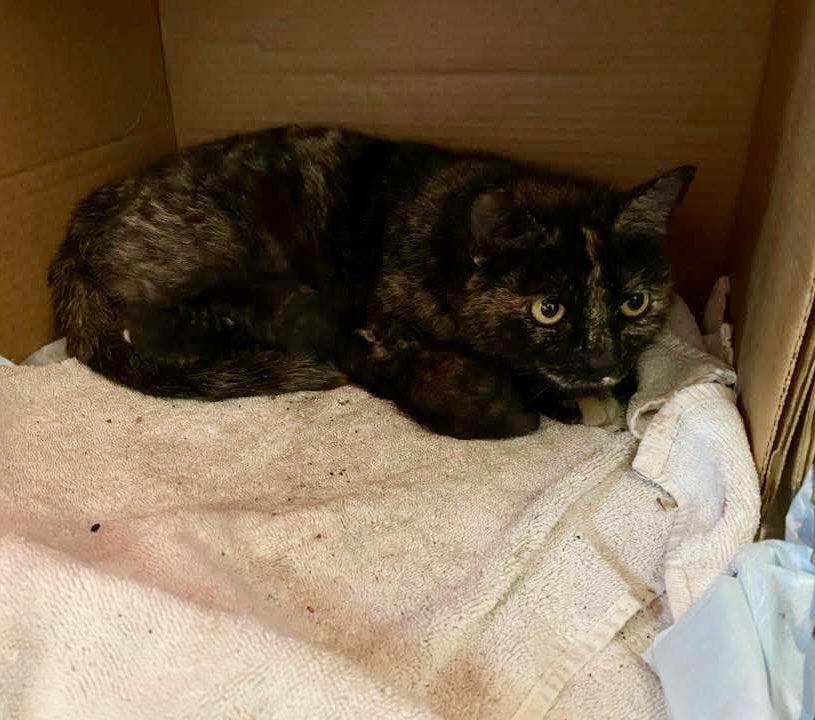 Project MEOW tweet media