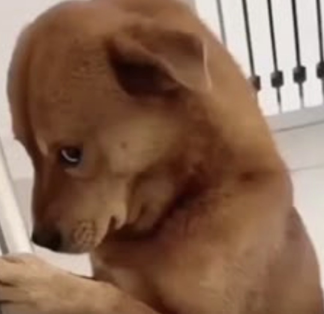 gazela renault 🤍🥂 tweet media