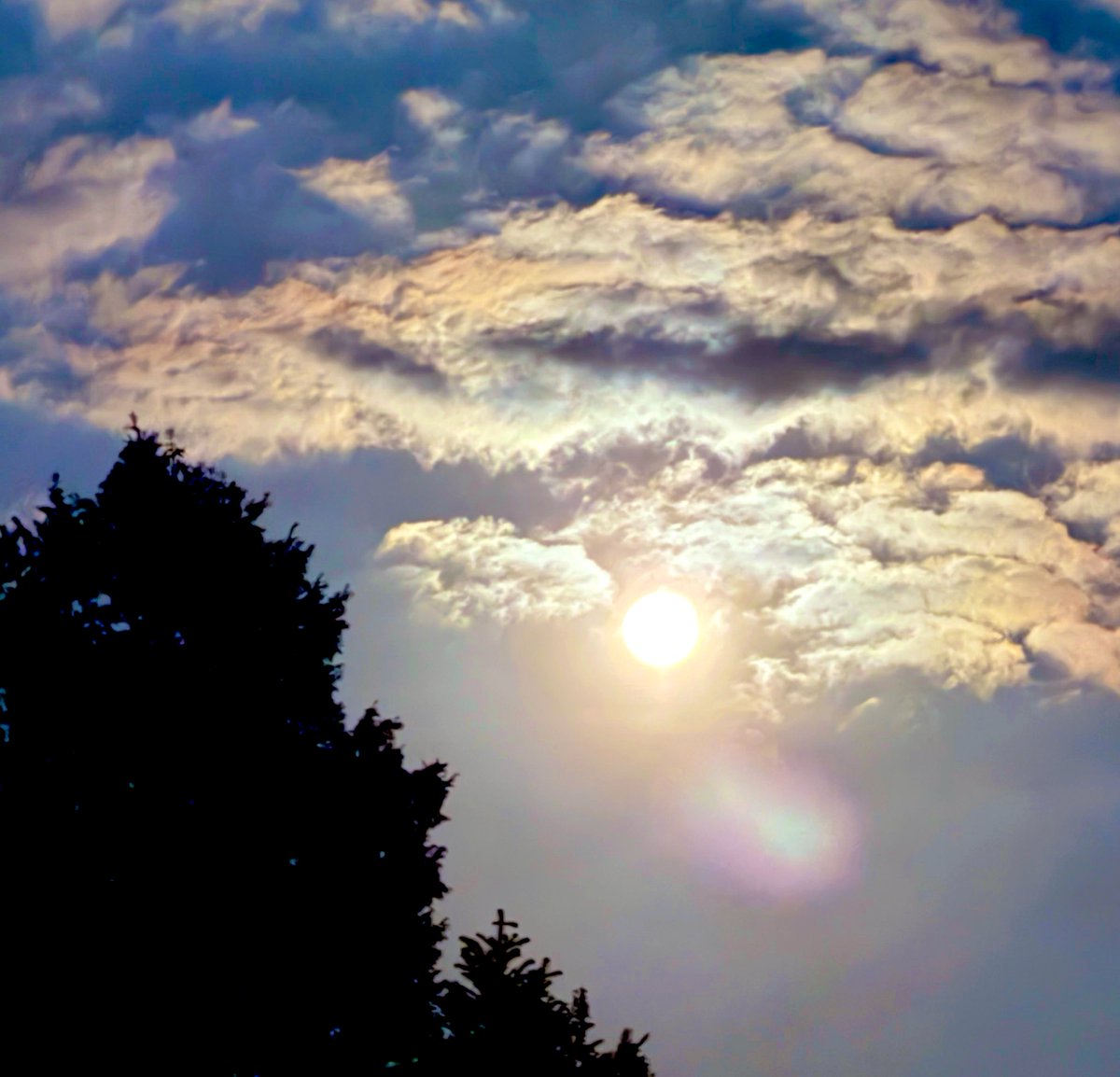 山の猫 tweet media