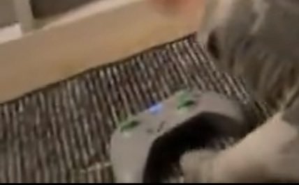 Wolf Moon(BUST COMMISSIONS CLOSED) tweet media