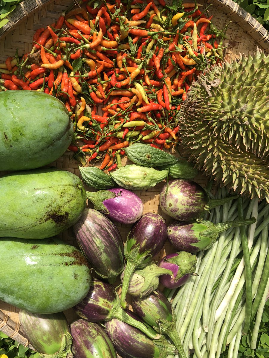 bioluminescence tweet media