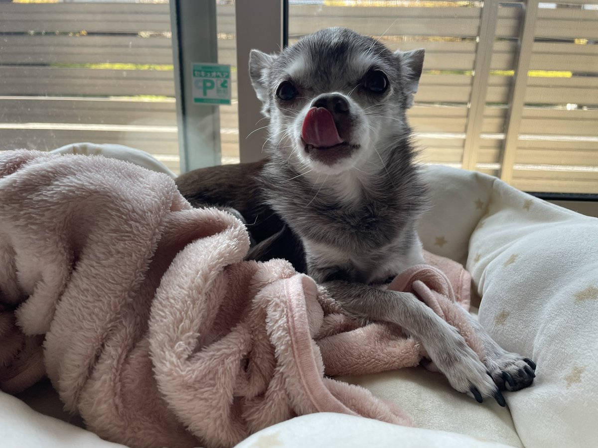 えも@16匹のはむちゃんず🐹 tweet media