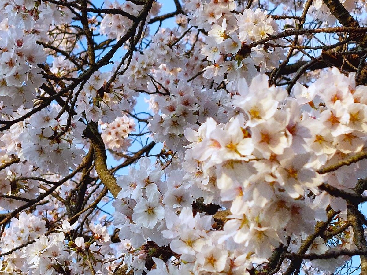 酒宝庫MASHIMO tweet media