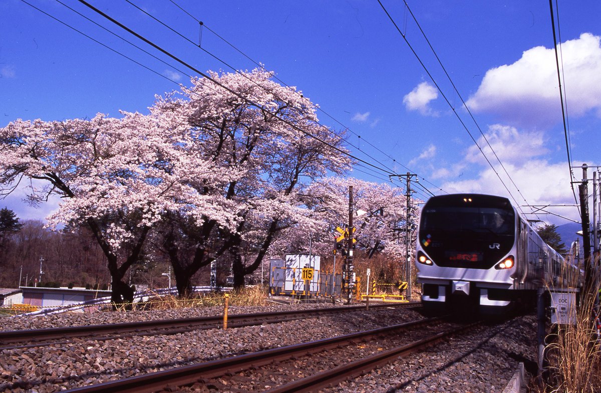 #皆さんの鉄道と桜の写真見せて下さい