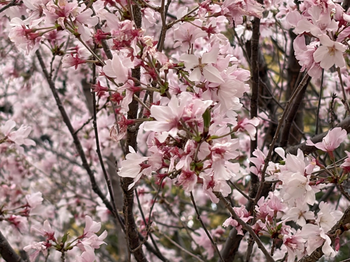 いかちゃん tweet media