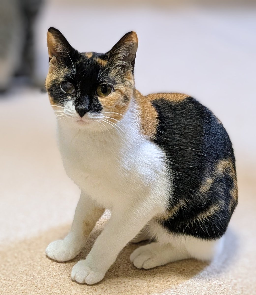 保護猫宿舎ゴロ　里親募集中の猫たち tweet media