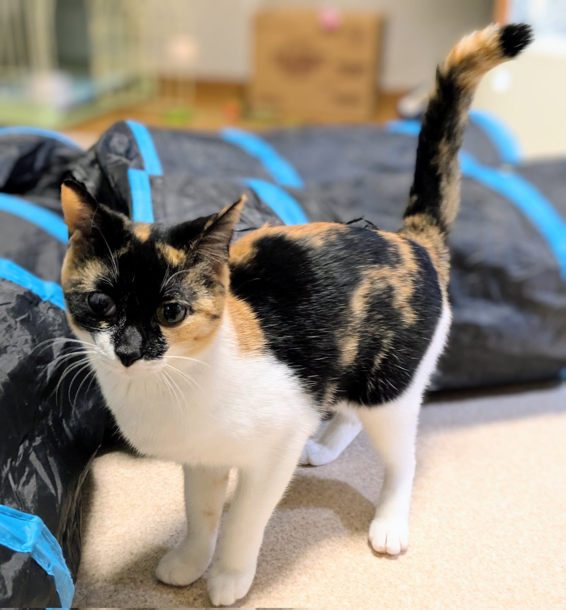 保護猫宿舎ゴロ　里親募集中の猫たち tweet media