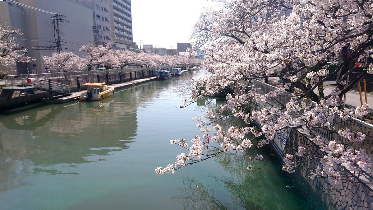 aptom_70111's tweet photo. 休日に一人お花見 https://t.co/fUTgHCNUhF