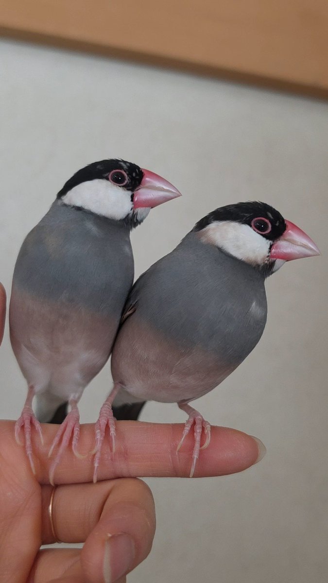 もん子 tweet media