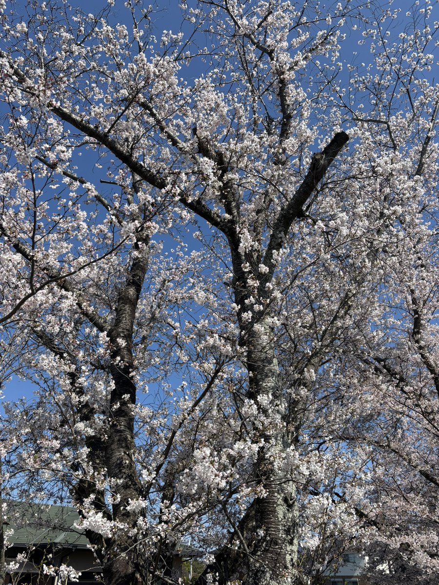 まなみ tweet media