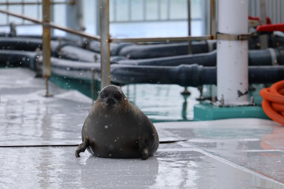 てゃろ tweet media