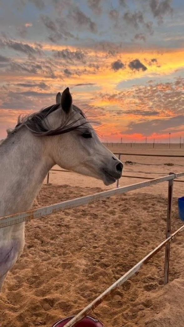 ناصر tweet media