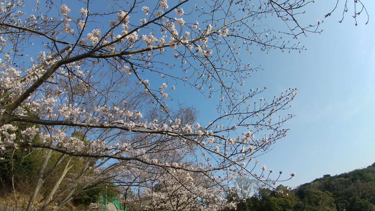 今朝散歩

小さな公園ですがここでも桜は満開ですね 
