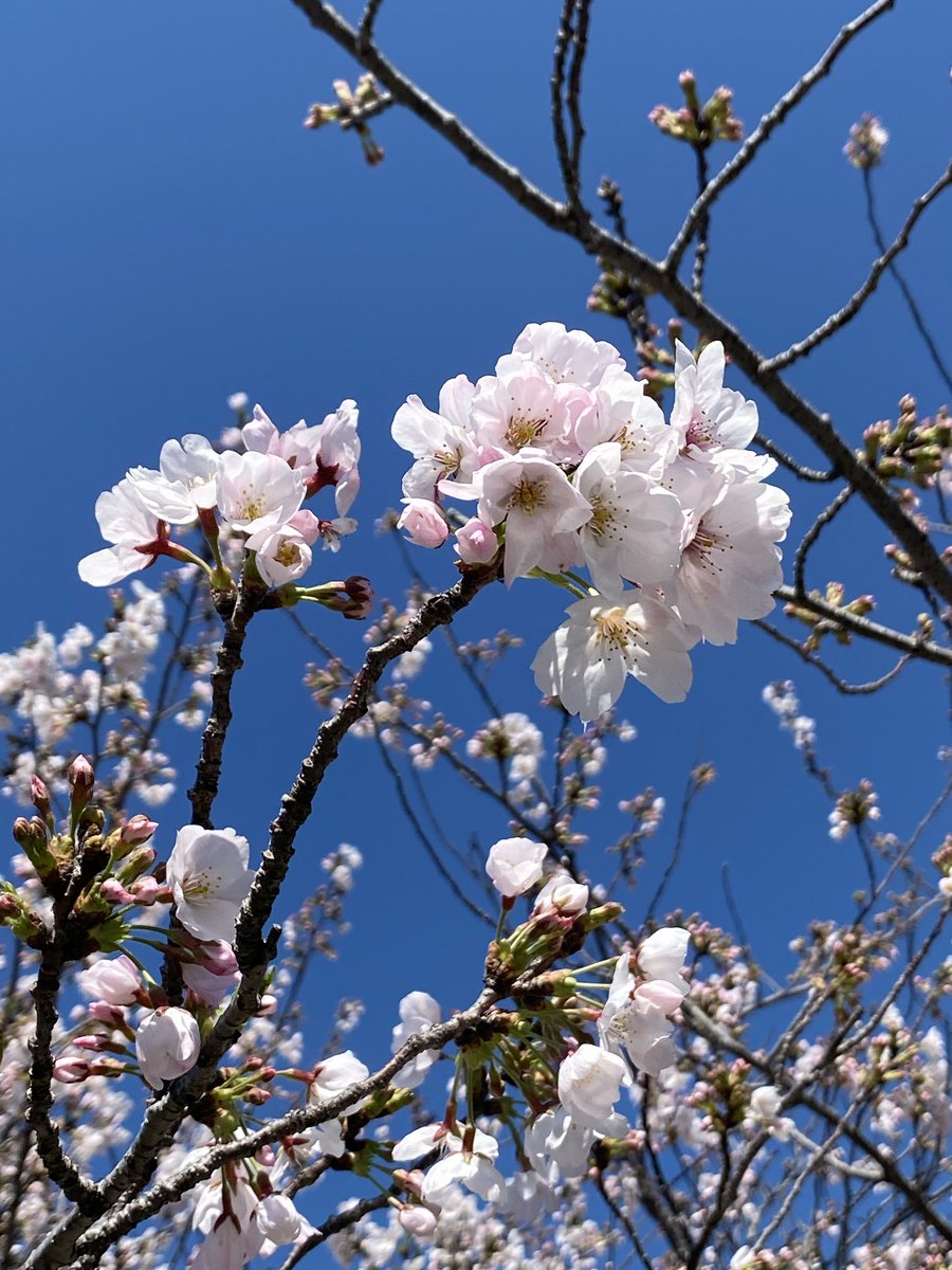 ᴇ ᴍ ɪ ᴋ ᴏ ꪔ̤̥ ꪔ̤̮ ꪔ̤̥ tweet media