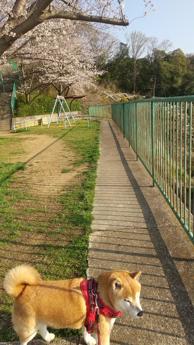今朝散歩 小さな公園ですがここでも桜は満開ですね