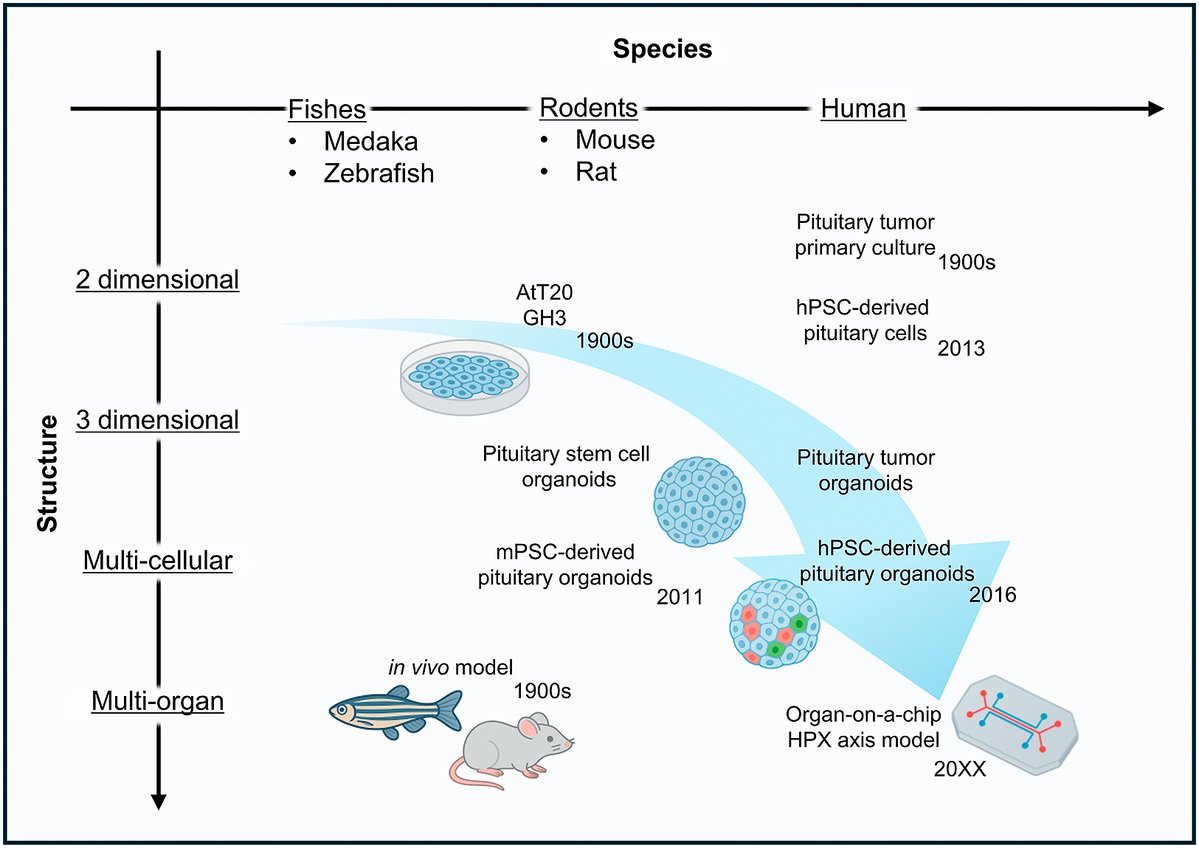Endocrine_J's tweet image. [Advance Publication] April 3, 2026
Ryusaku Matsumoto et al.
doi.org/10.1507/endocr…
#Pituitary
#HumanPluripotentStemCells
#HumanInducedPluripotentStemCells
#PituitaryTumor
#Organoid