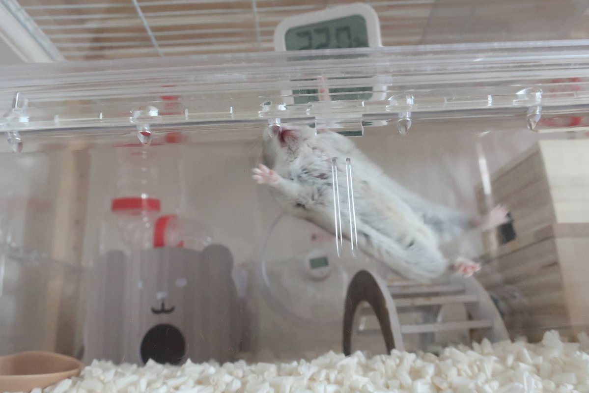 ジャンガリーズハムスター tweet media