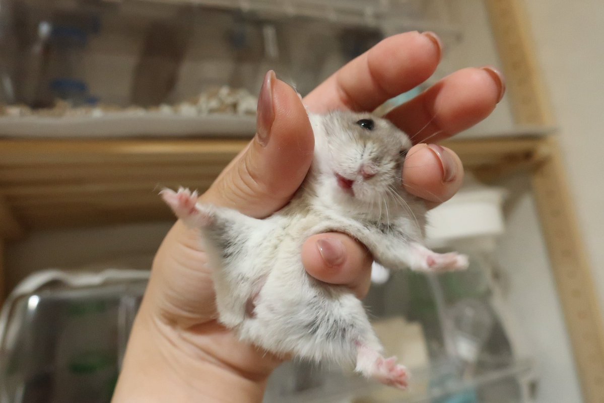 ジャンガリーズハムスター tweet media