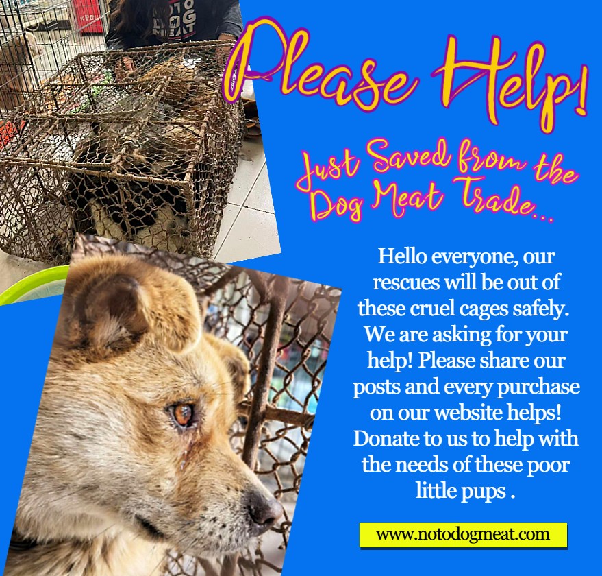 notodogmeat tweet media