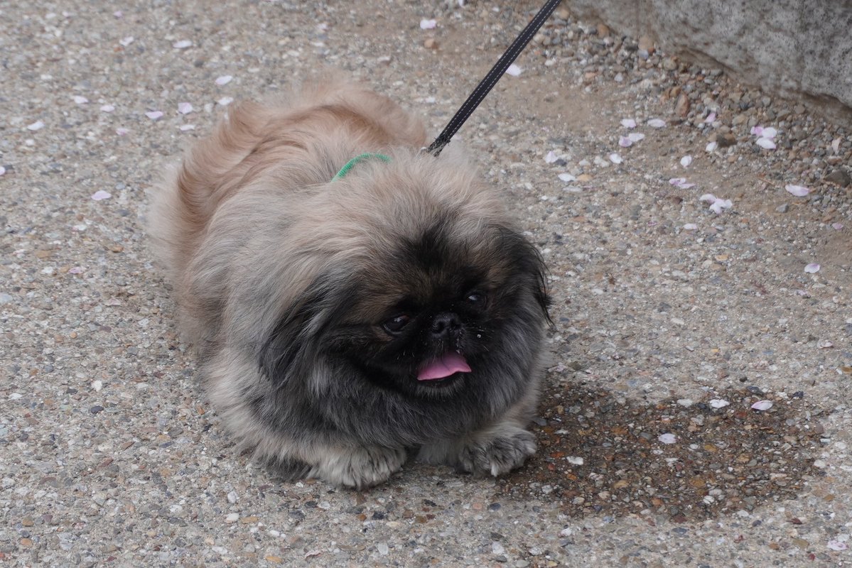 🐯🃏🎭 LEO🌺🍺🦍 tweet media