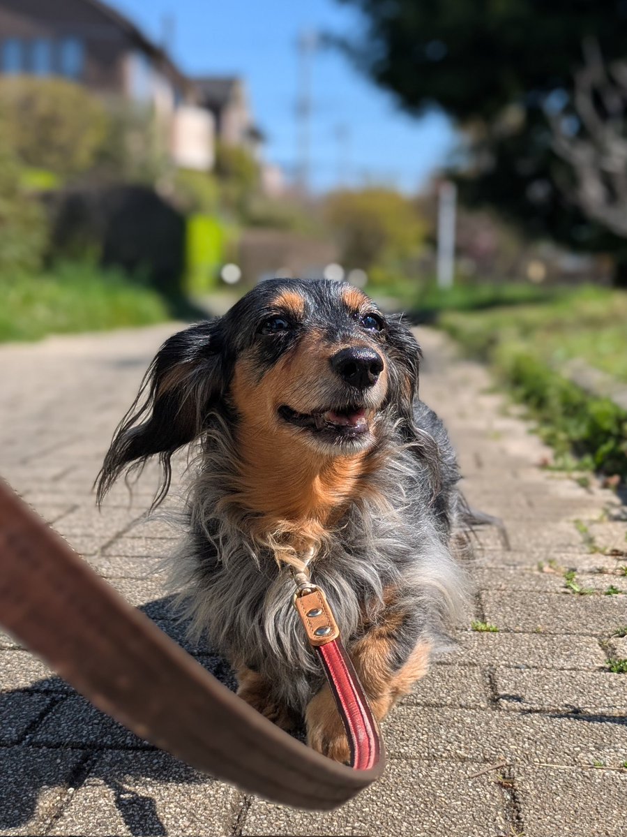 ranchi🍶日本酒とダックスと🐶 tweet media