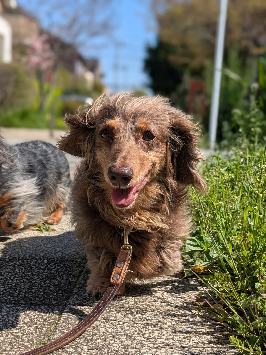 ranchi🍶日本酒とダックスと🐶 tweet media