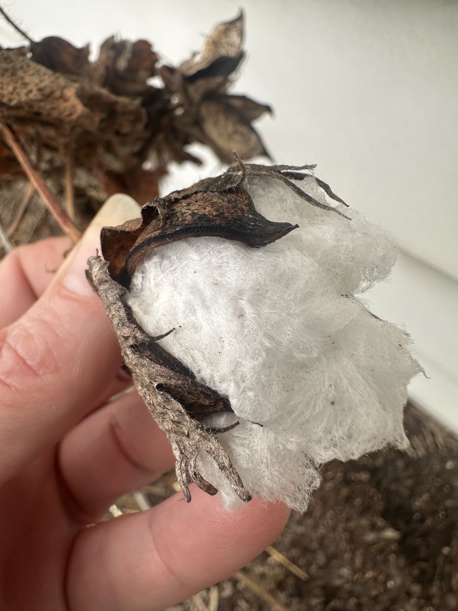 Highly Ganjanous tweet media