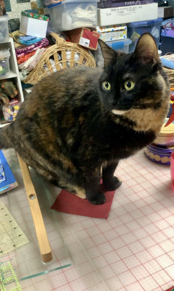 Cheryl ☕️🐈 🏕 🎼 tweet media