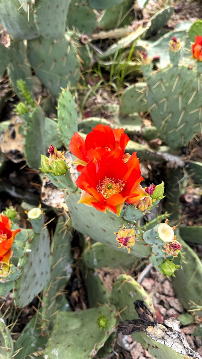 おーもと tweet media