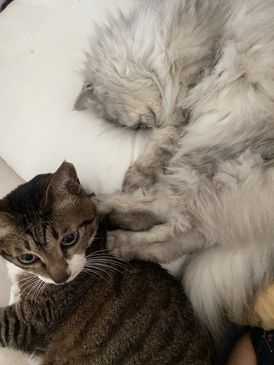 그린레몬 tweet media