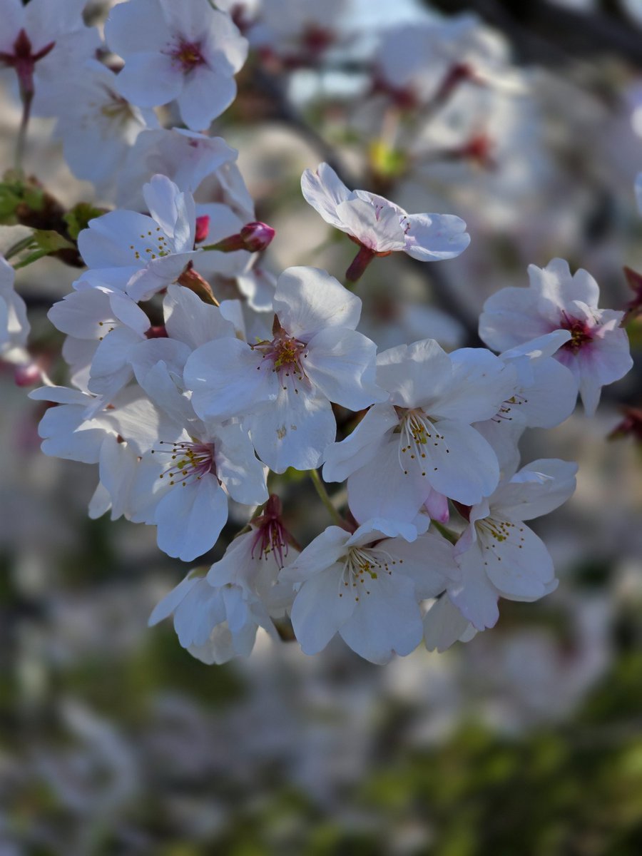 카요(𝕜𝕒𝕪𝕠)૮ . ̫ .｡ა❤︎ tweet media