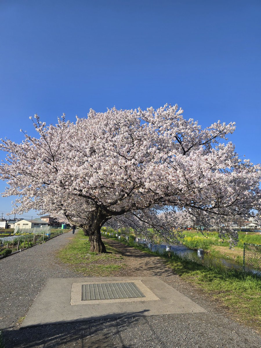 카요(𝕜𝕒𝕪𝕠)૮ . ̫ .｡ა❤︎ tweet media