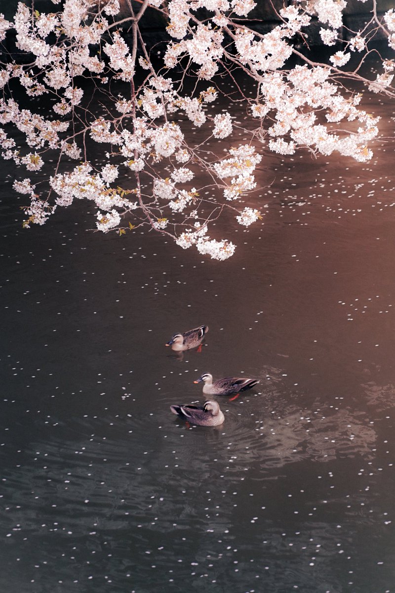 だみとも tweet media