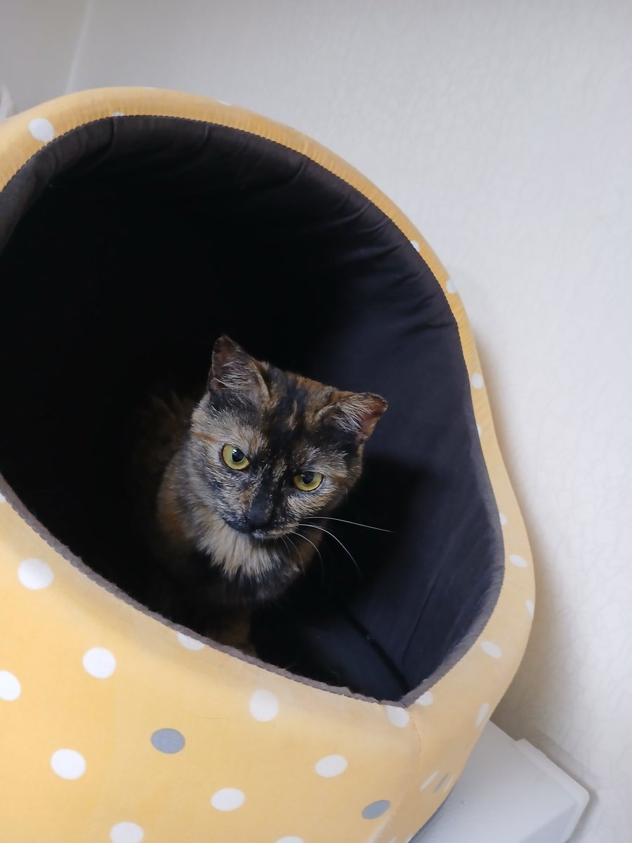 가족찾는 레오 tweet media