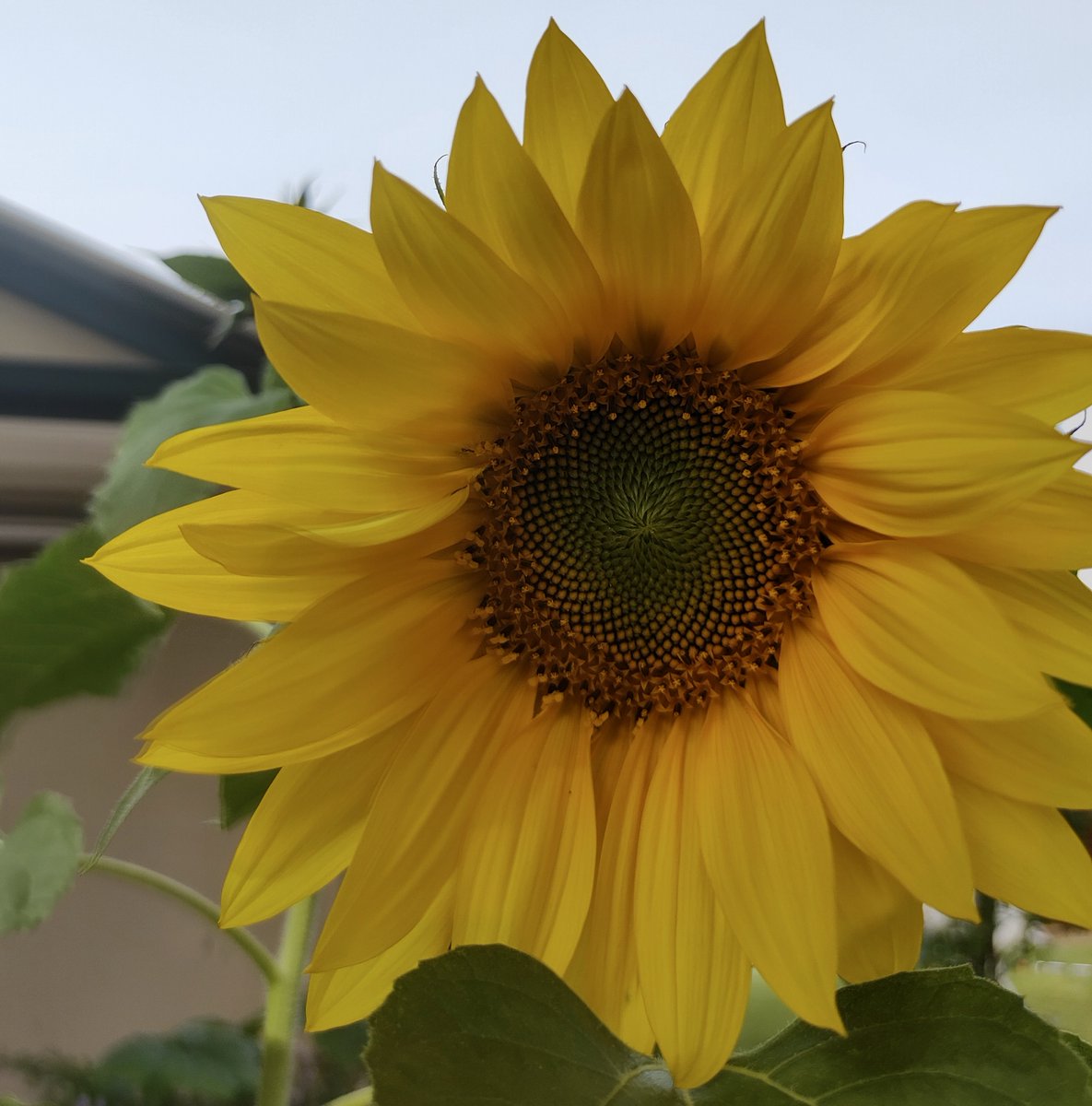 JoniPageAuthor's tweet image. I've got sunflower on a cloudy day!
Planted in late summer here, I have three of them and this is the first to flower.
Nature rocks!

#sunflower #cloudyday #homegarden

#beachshortsasandthology
#thefeministearthmotherpartygirl