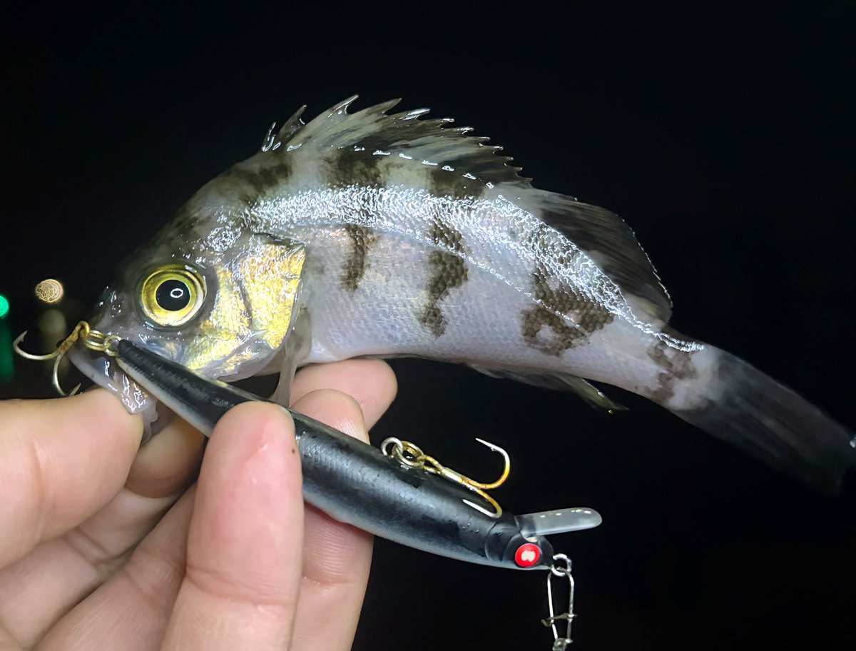 杉山 貴司 tweet media