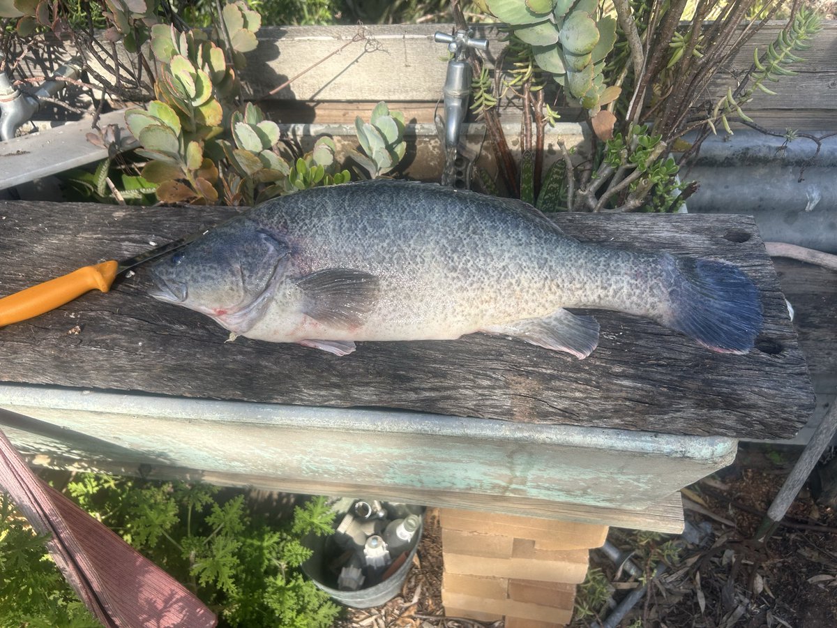 Dirtwork1972's tweet photo. #GoodFriday is good to go #MurrayCod #Aquaculture #Riverina #VB https://t.co/7xZjJRrZhV