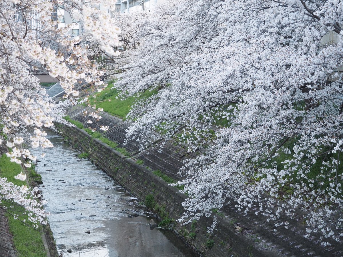 奈良市 公式 tweet media