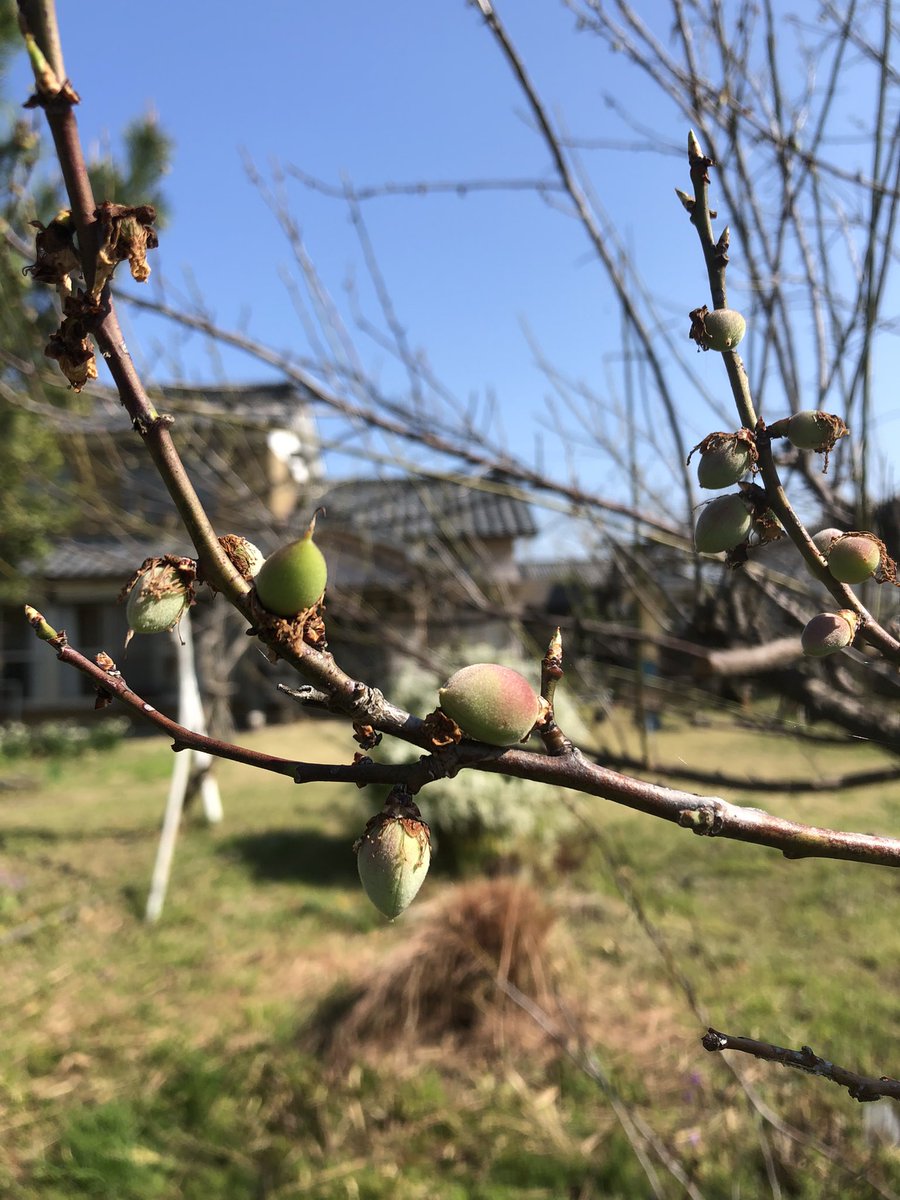 不治野 tweet media