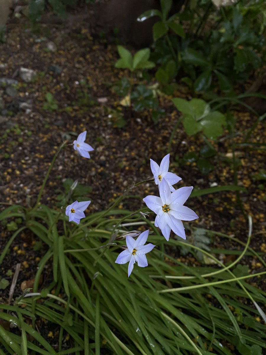 sono@is02101✴︎博物マニア4/11.12両日出展 tweet media