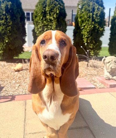 GABR_Bassets's tweet image. Aarrhhoooo! Meet Howie! This 2yr-old #Basset boy came to us as a stray, but you’d never guess it. He’s very social and has been adjusting well in his foster home. Howie is truly a gem who wants to be everyone’s friend!
bassetrescue.org/homeless
#AdoptDontShop #BassetHound #RESCUE
