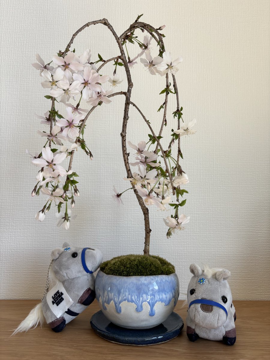 ラピス tweet media