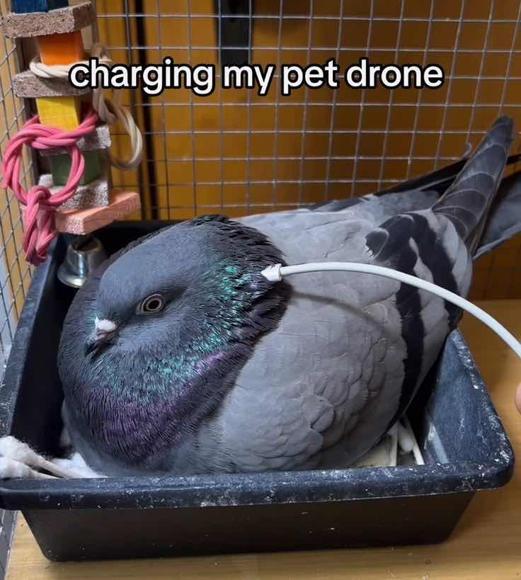 ShitpostGateway tweet media