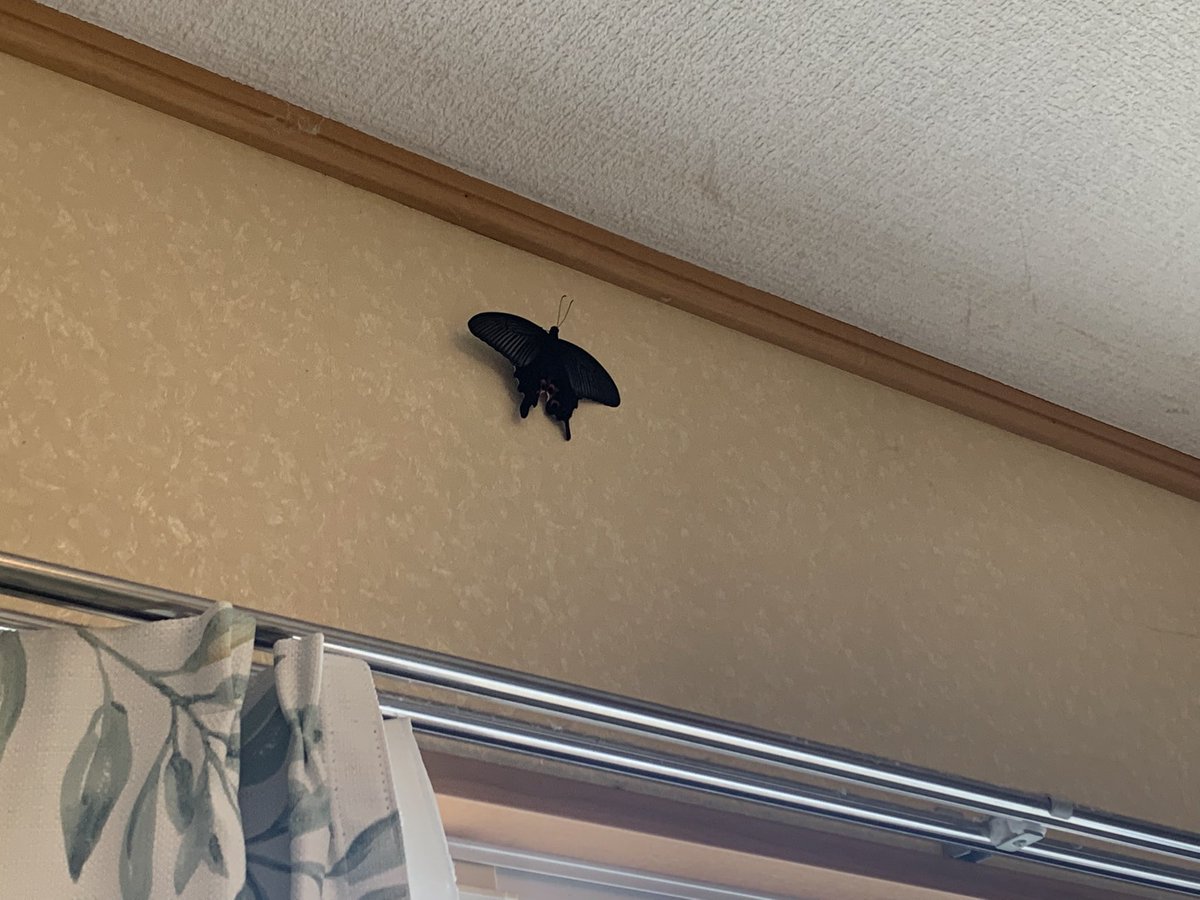 さんぷさんぷさんぷ tweet media