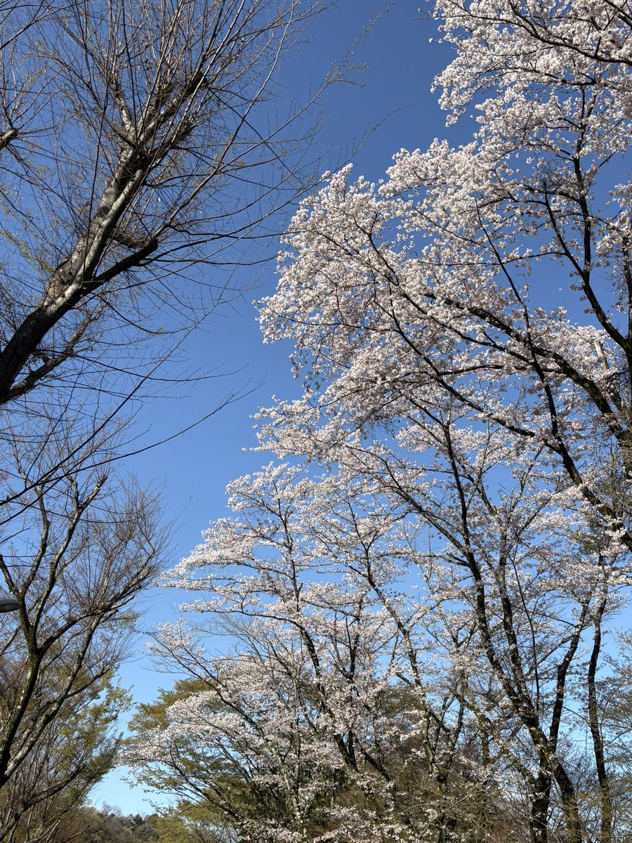 本日は入学式です！
新入生の皆様、ご入学おめでとうございます🌸