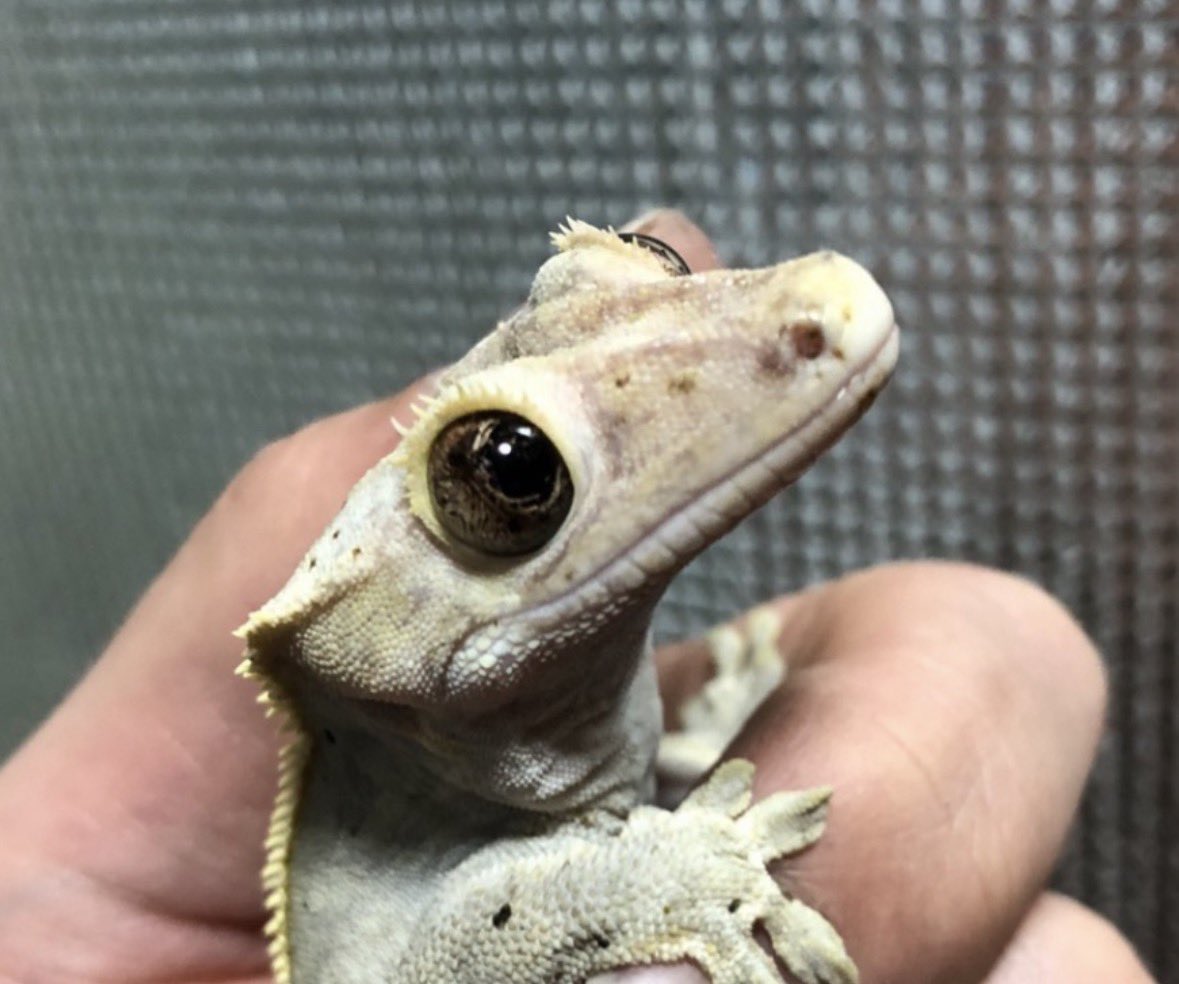 ダッツ@C collection tweet media