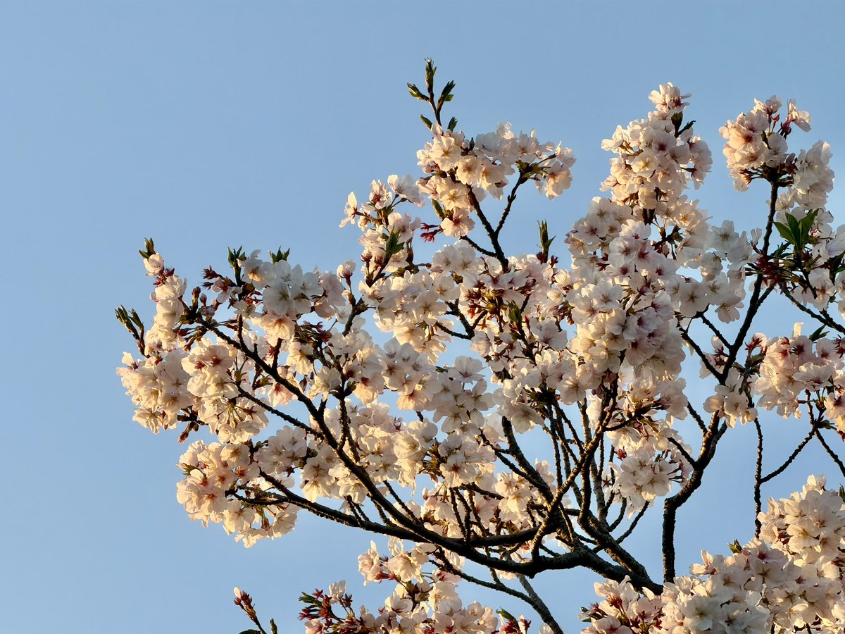 おでかけ部なかじ🚌キャンピングカーライフ tweet media