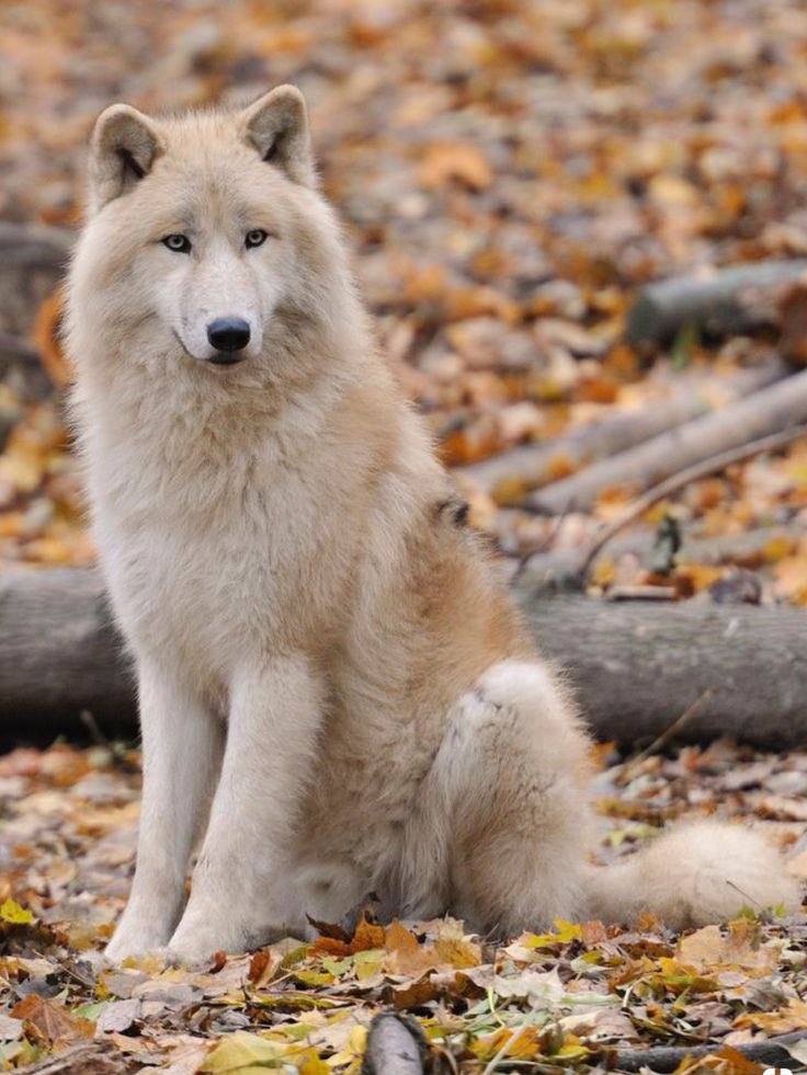 ❄️Snow💜 Sephiroth’s Puppy ✨ tweet media