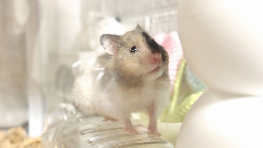 potato🐹 tweet media