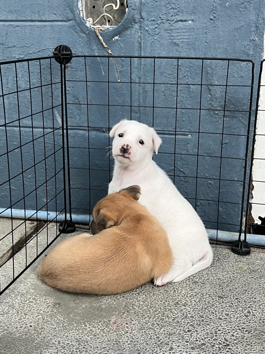 toni ☀️ comms open tweet media